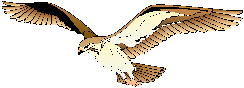 Image of hawk flying